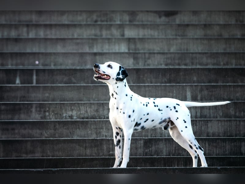 DALMATINER Welpen Geburt November 2025