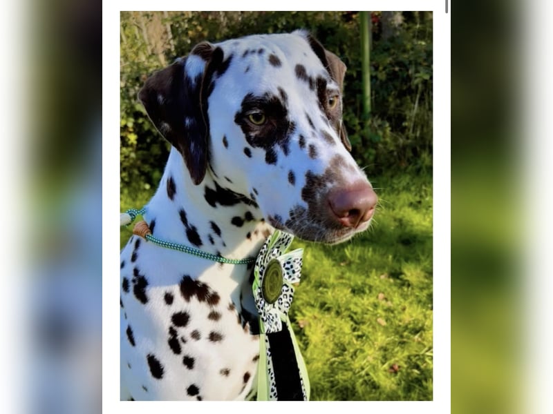 DALMATINER Welpen Geburt November 2025