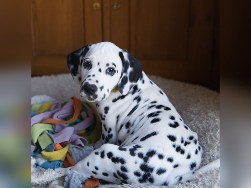 Don’t lose your Grip on the Dreams