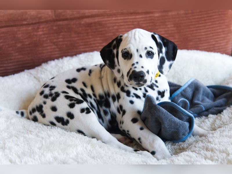 Don’t lose your Grip on the Dreams