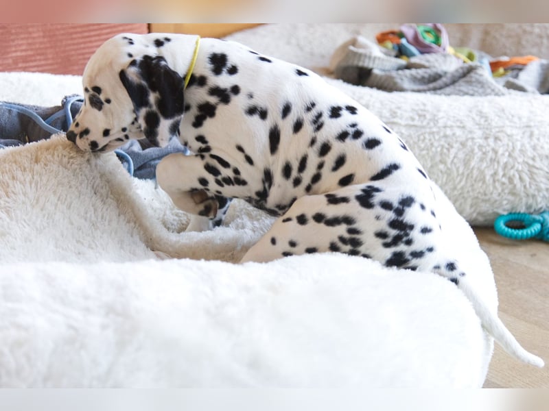 Don’t lose your Grip on the Dreams