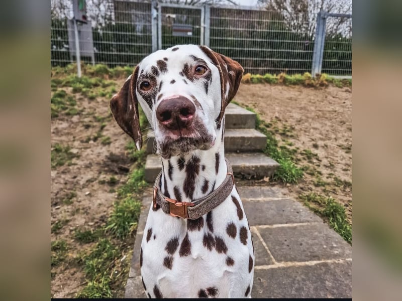 Sky sucht sein Für-immer-Zuhause