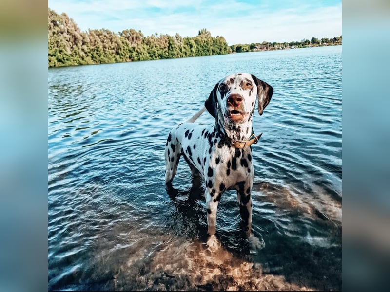 Sky sucht sein Für-immer-Zuhause