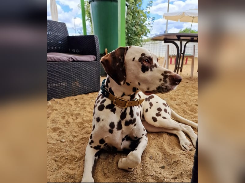 Sky sucht sein Für-immer-Zuhause