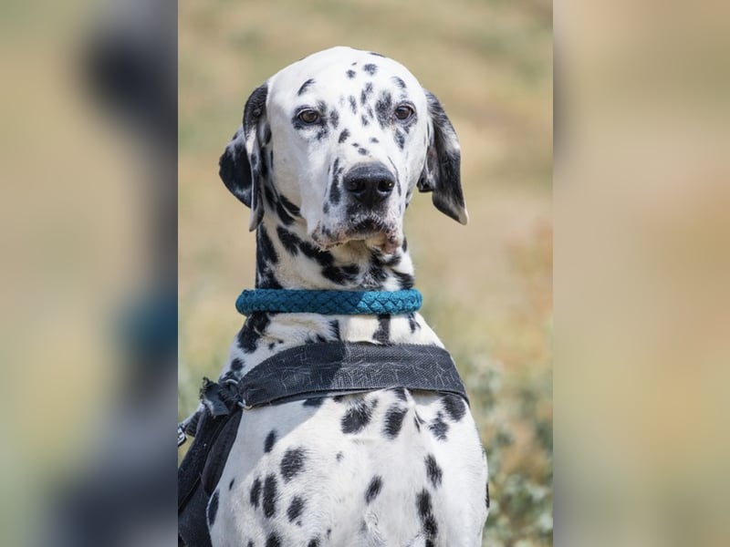 Jimmy SI – wünscht sich liebe Menschen