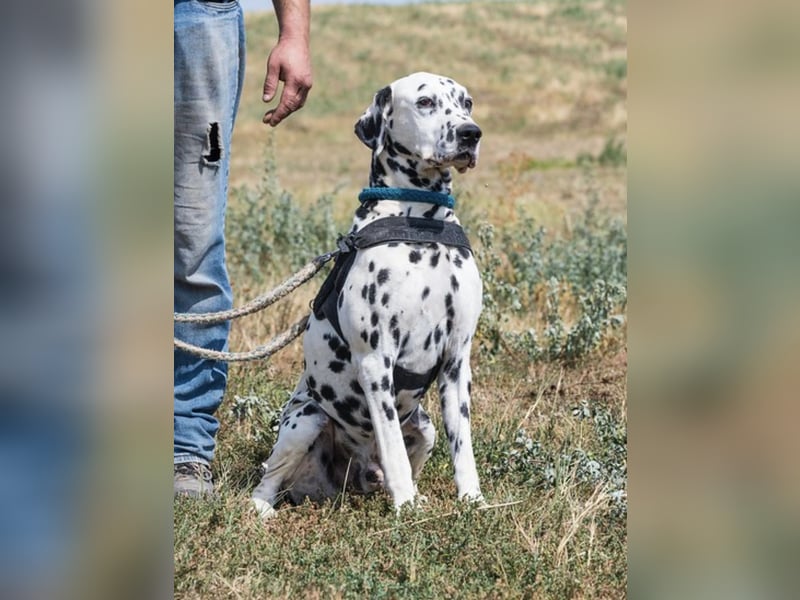 Jimmy SI – wünscht sich liebe Menschen