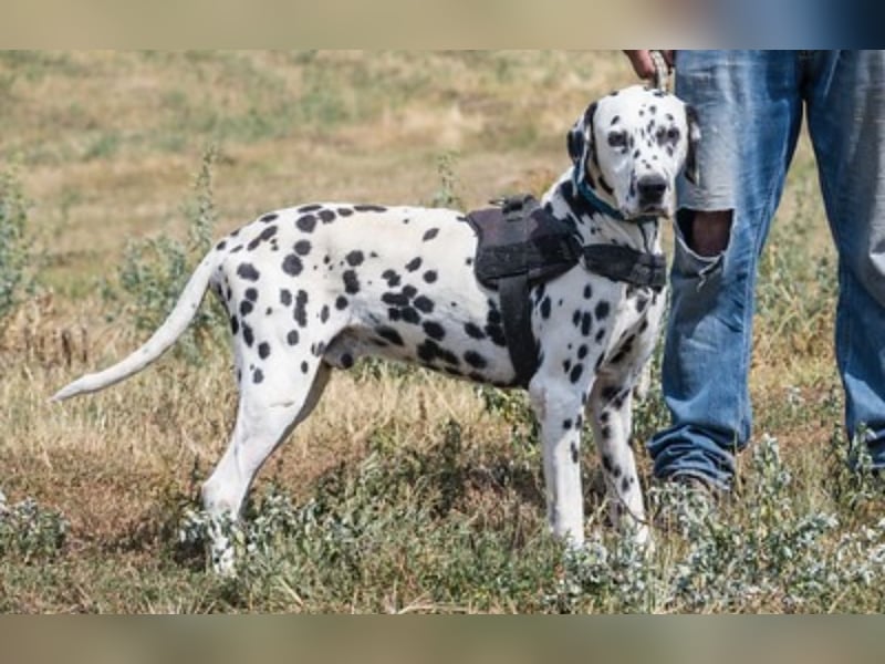 Jimmy SI – wünscht sich liebe Menschen