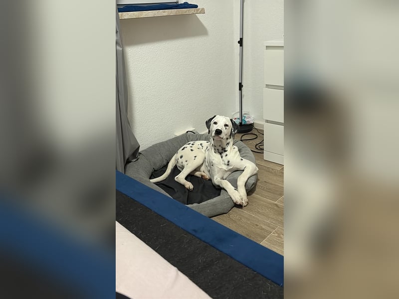 Süßer reinrassiger Dalmatiner