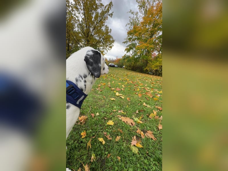 Süßer reinrassiger Dalmatiner