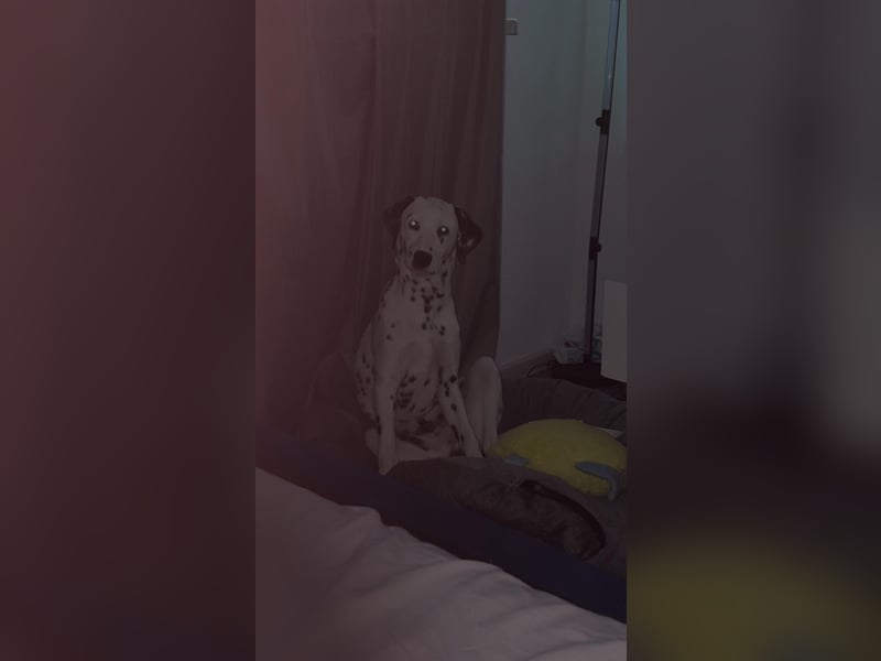 Süßer reinrassiger Dalmatiner