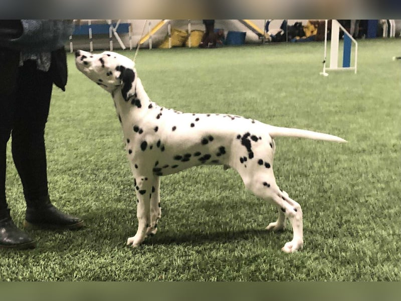 Dalmatiner Jungrüde für Zucht-und Ausstellungsorientierte Menschen