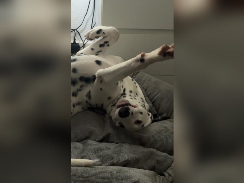 Süßer reinrassiger Dalmatiner