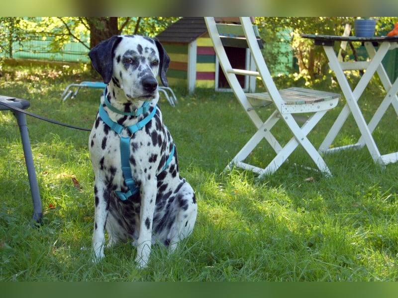 Fiona Da - hübsche, menschenbezogene Hündin - Tierhilfe Franke e.V.
