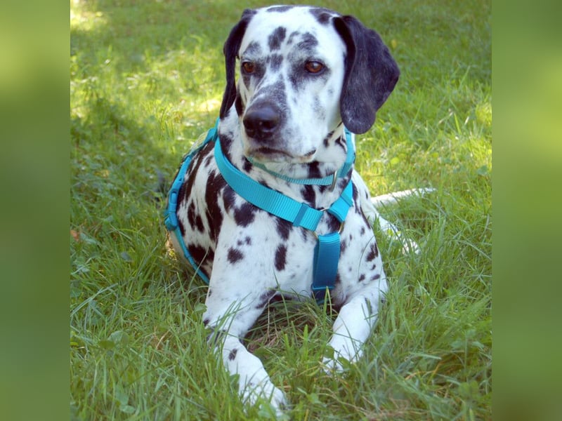 Fiona Da - hübsche, menschenbezogene Hündin - Tierhilfe Franke e.V.