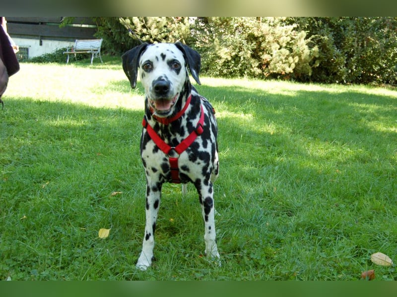 Josy Da - Hundeseniorin sucht neues Glück - Tierhilfe Franken e.V.
