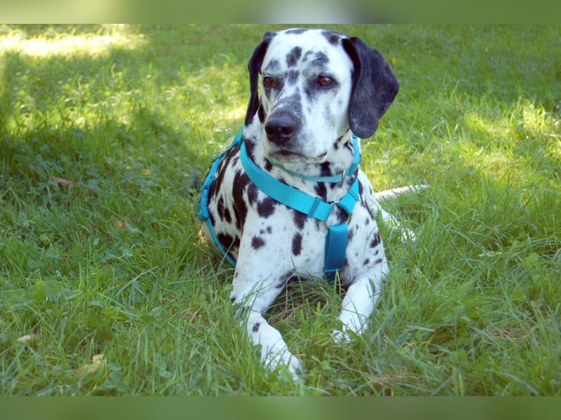 Fiona Da - hübsche, menschenbezogene Hündin - Tierhilfe Franke e.V.