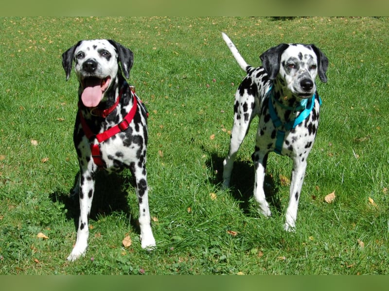 Josy Da - Hundeseniorin sucht neues Glück - Tierhilfe Franken e.V.