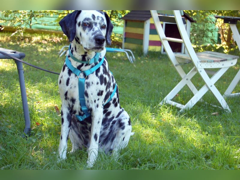 Fiona Da - hübsche, menschenbezogene Hündin - Tierhilfe Franke e.V.