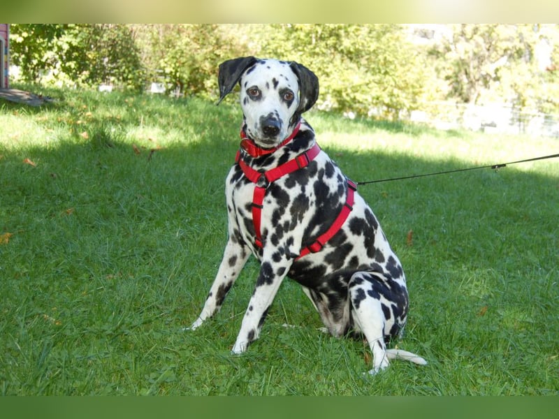 Josy Da - Hundeseniorin sucht neues Glück - Tierhilfe Franken e.V.