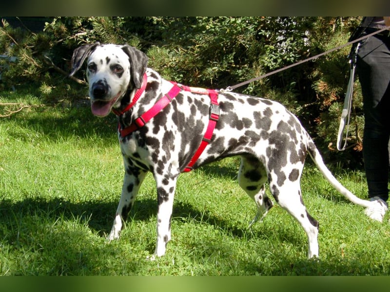 Josy Da - Hundeseniorin sucht neues Glück - Tierhilfe Franken e.V.