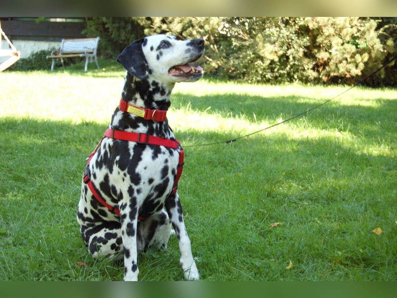 Josy Da - Hundeseniorin sucht neues Glück - Tierhilfe Franken e.V.
