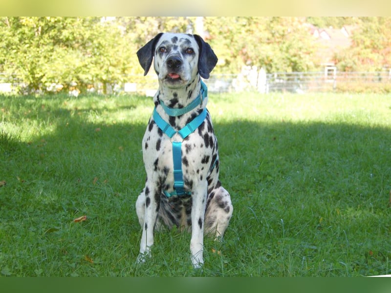 Fiona Da - hübsche, menschenbezogene Hündin - Tierhilfe Franke e.V.