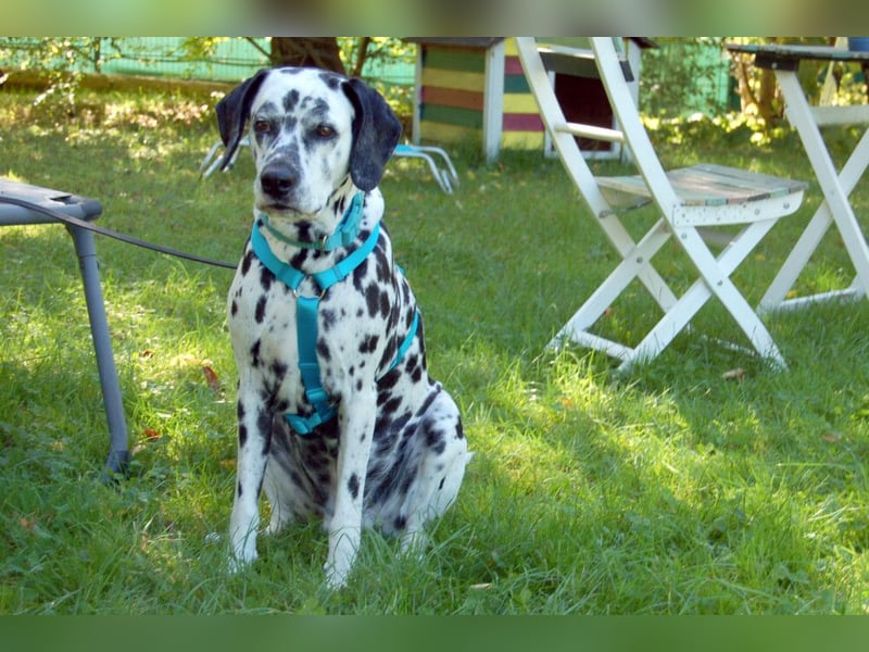 Fiona Da - hübsche, menschenbezogene Hündin - Tierhilfe Franke e.V.
