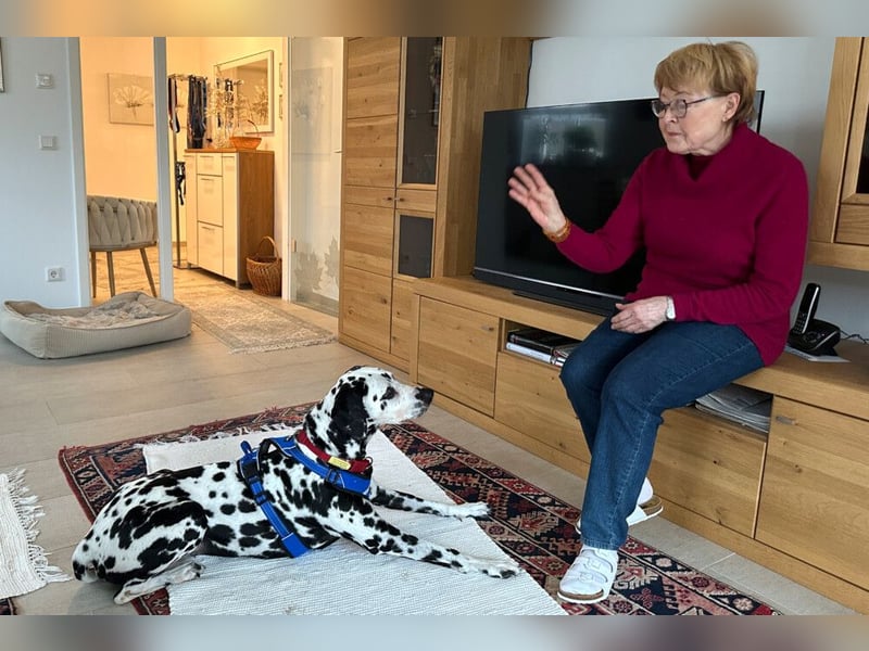 Josy Da - freundliche, gut erzogene Hündin - Tierhilfe Franken e.V.