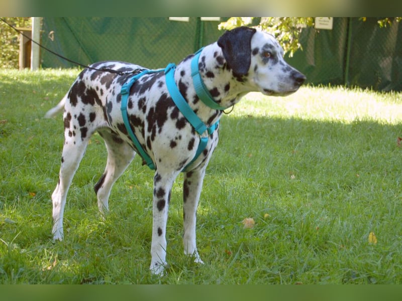 Fiona Da - hübsche, menschenbezogene Hündin - Tierhilfe Franke e.V.