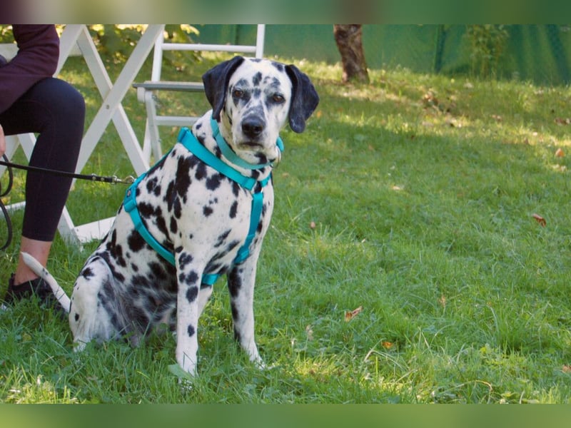 Fiona Da - hübsche, menschenbezogene Hündin - Tierhilfe Franke e.V.