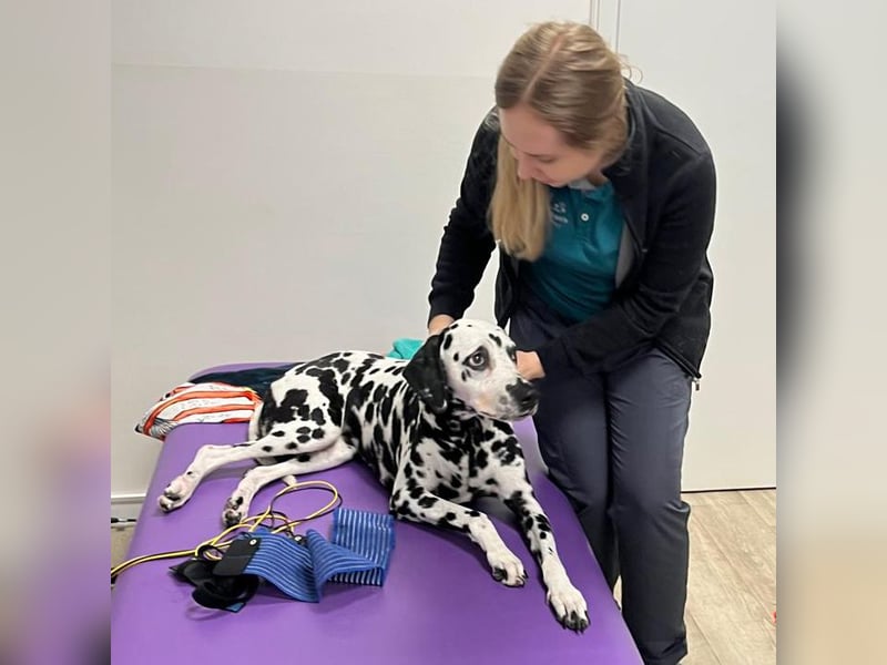 Josy Da - freundliche, gut erzogene Hündin - Tierhilfe Franken e.V.