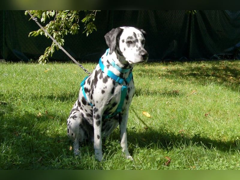 Fiona Da - hübsche, menschenbezogene Hündin - Tierhilfe Franke e.V.