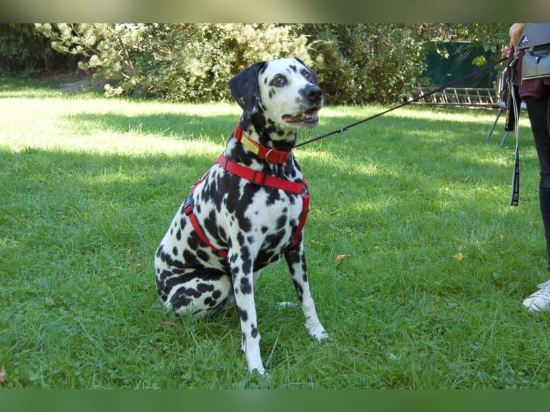 Josy Da - Hundeseniorin sucht neues Glück - Tierhilfe Franken e.V.