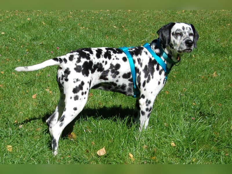 Fiona Da - hübsche, menschenbezogene Hündin - Tierhilfe Franke e.V.