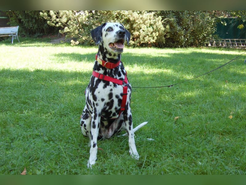 Josy Da - Hundeseniorin sucht neues Glück - Tierhilfe Franken e.V.