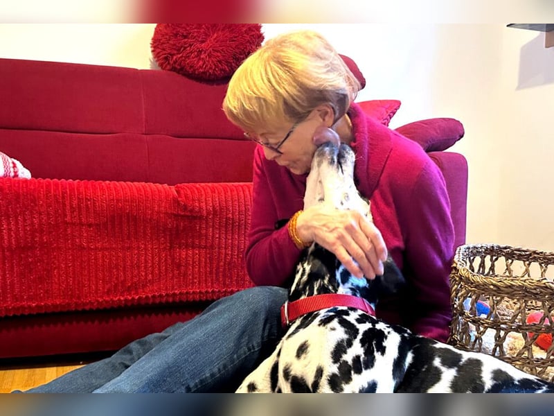 Josy Da - freundliche, gut erzogene Hündin - Tierhilfe Franken e.V.