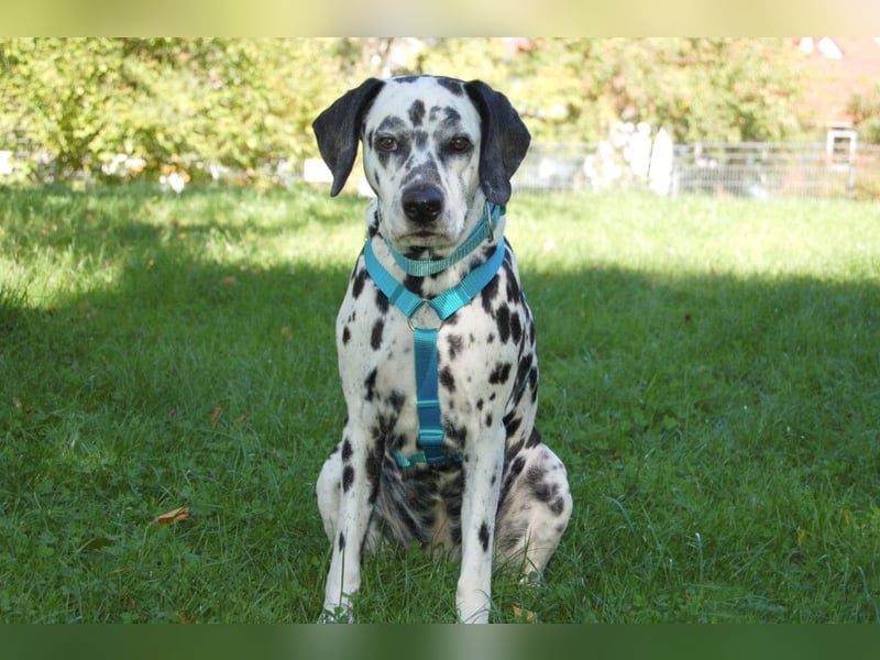Fiona Da - hübsche, menschenbezogene Hündin - Tierhilfe Franke e.V.