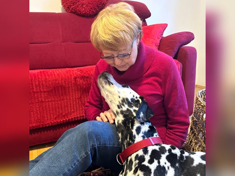 Josy Da - freundliche, gut erzogene Hündin - Tierhilfe Franken e.V.