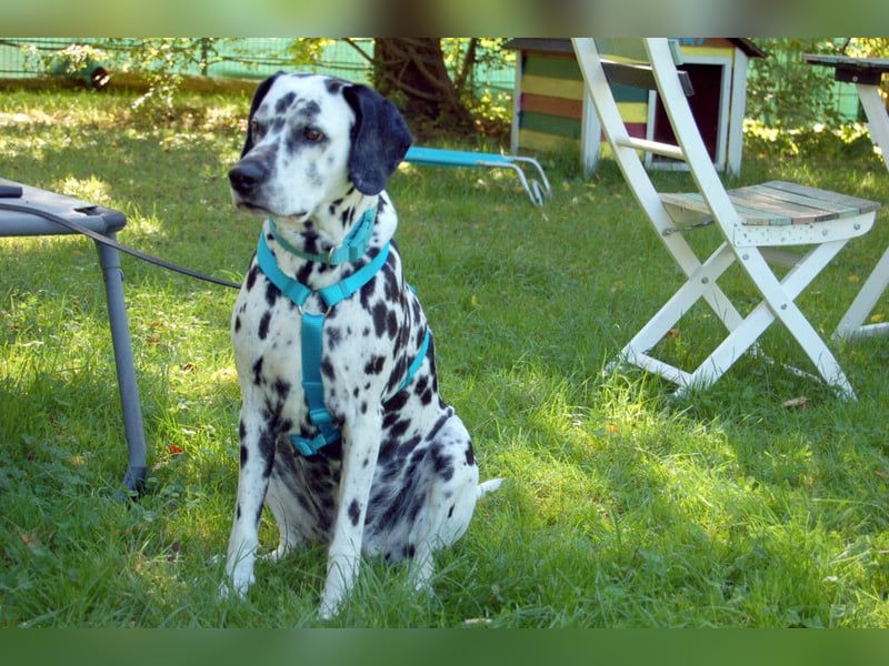 Fiona Da - hübsche, menschenbezogene Hündin - Tierhilfe Franke e.V.