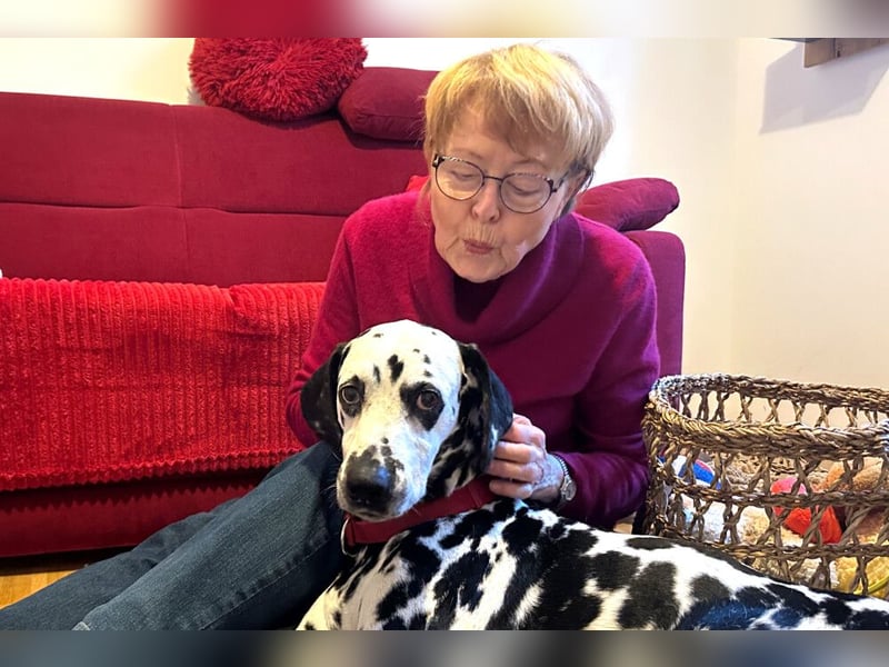 Josy Da - freundliche, gut erzogene Hündin - Tierhilfe Franken e.V.