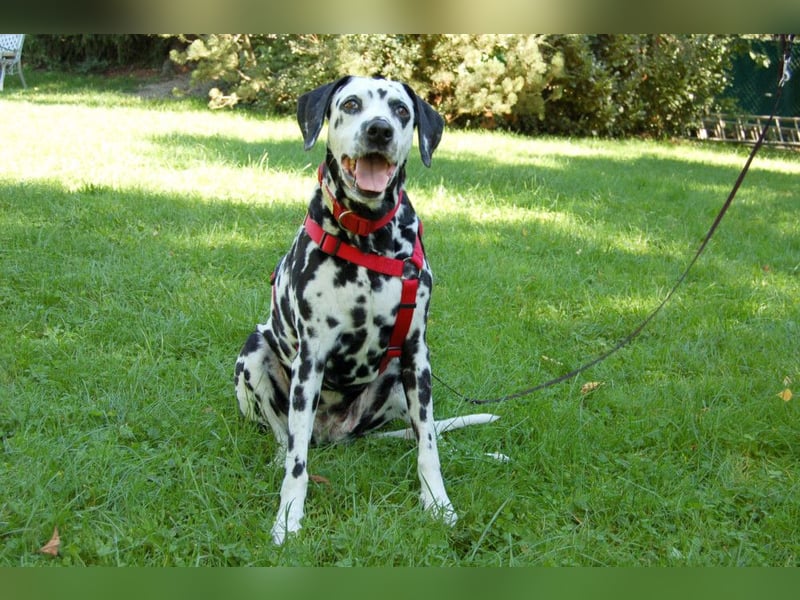 Josy Da - Hundeseniorin sucht neues Glück - Tierhilfe Franken e.V.