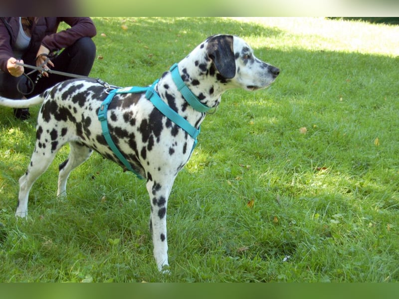 Fiona Da - hübsche, menschenbezogene Hündin - Tierhilfe Franke e.V.