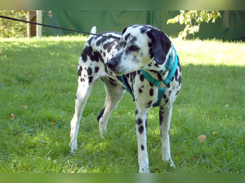 Fiona Da - hübsche, menschenbezogene Hündin - Tierhilfe Franke e.V.