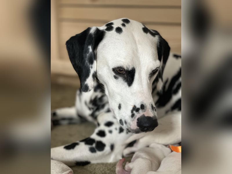 Exklusive Dalmatiner-Welpen