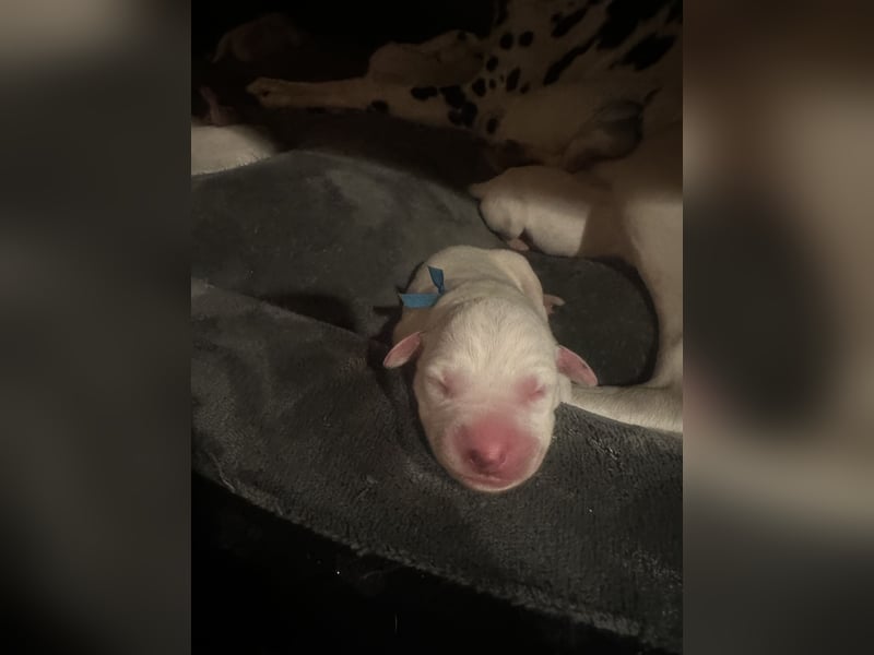 Exklusive Dalmatiner-Welpen