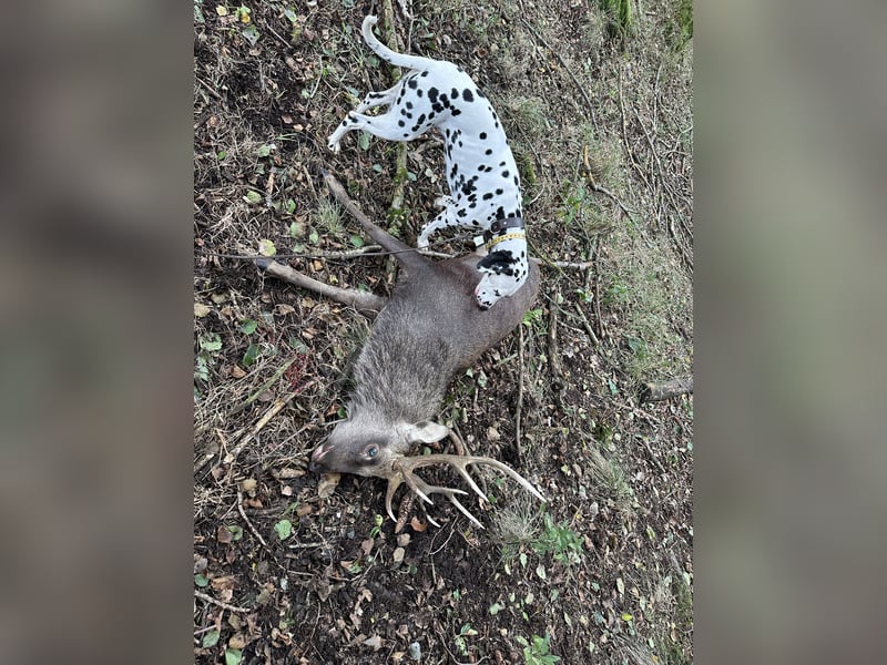 Exklusive Dalmatiner-Welpen