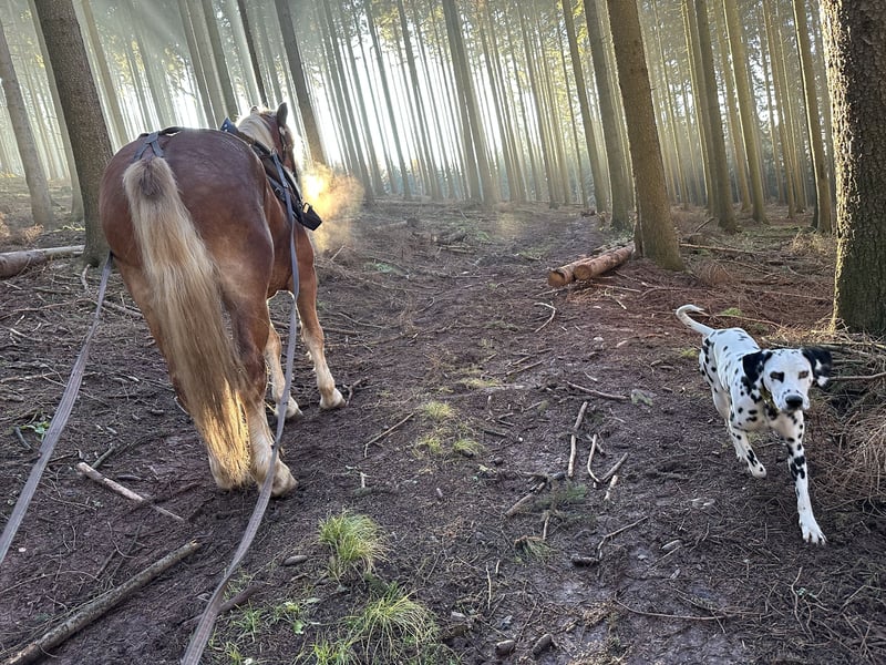 Exklusive Dalmatiner-Welpen