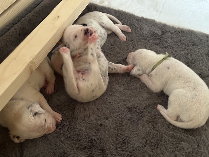 Exklusive Dalmatiner-Welpen