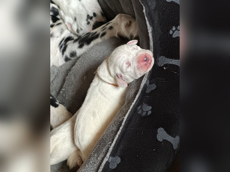 Exklusive Dalmatiner-Welpen