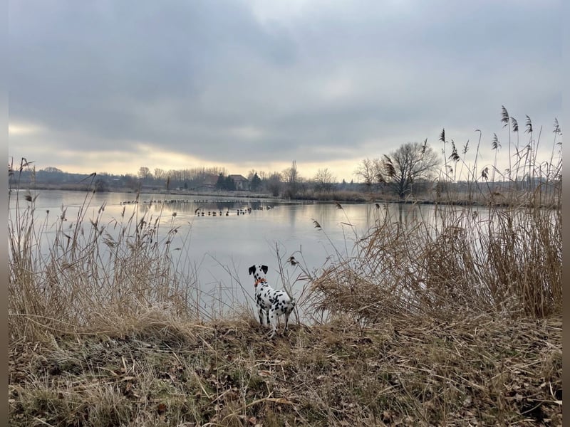 Exklusive Dalmatiner-Welpen